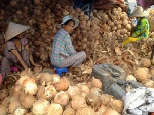 Coco semi descascarillado al mejor precio del 2024 - Product Image 4