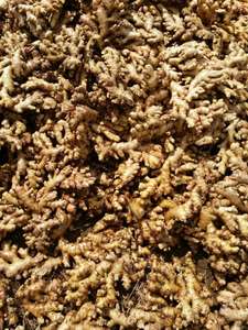 2021 cosecha de jengibre fresco de Vietnam - Product Image 5