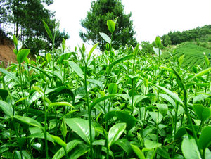 Grossiste en poudre de thé vert du Vietnam - Product Image 4