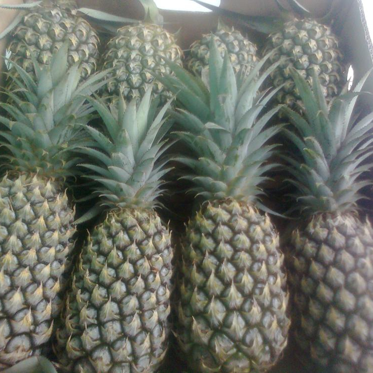 Abacaxi fresco preço/ananas frescas