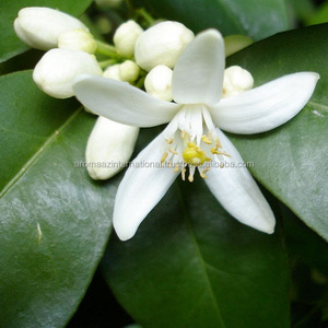 Aceite esencial de neroli orgánico certificado N. ° 1 de la India, propiedades antienvejecimiento, exportador de ingredientes de árbol de té puro a precios competitivos - Product Image 5