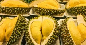 Durian-Venta al mejor precio, Producto fresco de Vietnam/Ms Daisy - Product Image 5