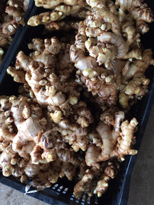 JENGIBRE FRESCO CON CALIDAD PREMIUM ANGULO 2023 - Product Image 3