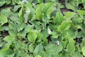 Kaempferia Galanga Natural Fresca y Seca - Ms: Holiday - Product Image 3