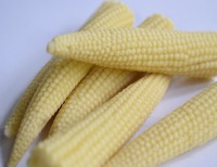 Maíz Fresco Premium para Bebés – Vegetales de Maíz Joven de Calidad de Exportación