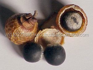 Suministro al por Mayor de Jabón de Nuez 100% Natural y Orgánico - Product Image 2