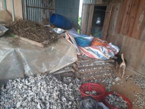 SETA de orejas de madera seca, seta seca, seta negra de Vietnam en 2020 - Product Image 5