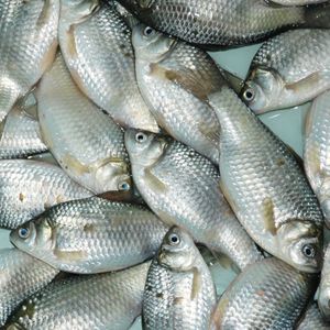 Probióticos para Acuicultura, Aditivo para Alimentos, Suplemento Biológico en Polvo para Peces y Vida Acuática Saludables - Product Image 3