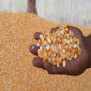 Embalaje personalizado de grano de maíz amarillo de origen indio de grado de alta calidad para alimentación animal en bolsas de PP de 20/40/50KG a tasas bajas - Product Image 2