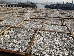 ปลากะตักแห้งปลากะพงแห้งปลากระบอกหัวโต2018ทรายแดง - Product Image 6