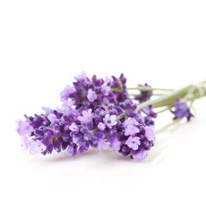 Approvisionnement en gros en vrac et exportateur de matière première liquide à base de fleurs d'hydrosol de lavande Hydro Distill pour tout le monde - Product Image 6