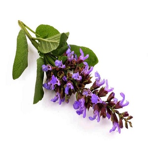 Huile Essentielle de Sauge Sclarée 100% Pure et Naturelle Certifiée GMP, Distillée à la Vapeur, Raffermissante et Hydratante pour l'Aromathérapie, Origine Chine - Product Image 1