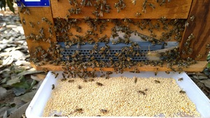 POLLEN D'ABEILLE NATUREL - Product Image 3