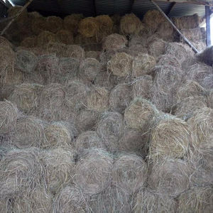 Pacas de Paja de Arroz/Heno para Ganado, Caballos, Peces, Grado Superior, Origen Vietnam, 18-25 kg, Forraje, Gia Gia Nguyen (ASAP +84 3 76540581) - Product Image 3