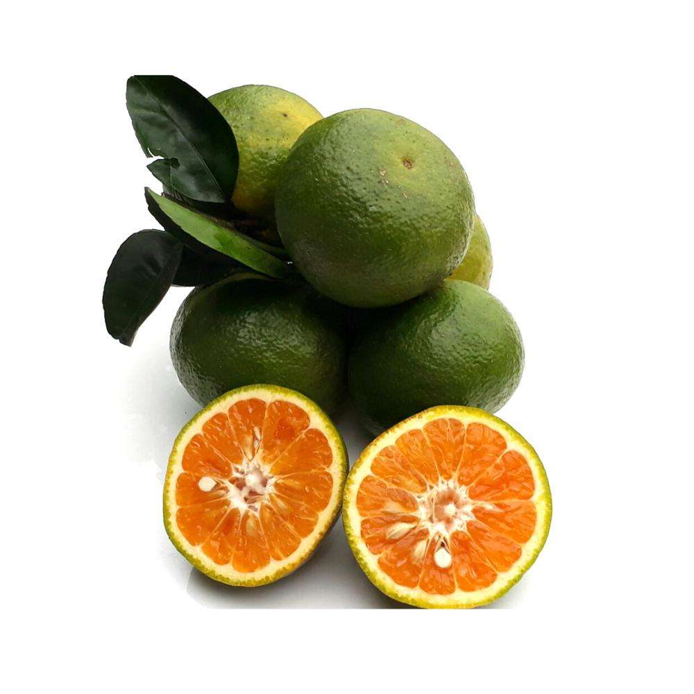 Fresco fruta laranja/laranja da pele Verde do Vietnã