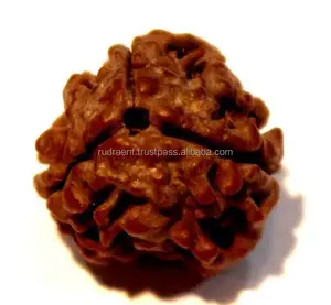 3 Mukhi Rudraksha, Three Face Energized Rudraksha Bead Nepal NP Third Party Appraisal Origin Rudra Gems Brown