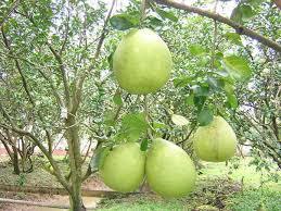 Granada de pomelo seco orgánico de alta calidad de estilo fresco de Vietnam - Product Image 3