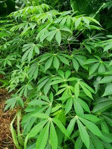 <strong>Cassava</strong> Hot - Product Image 5