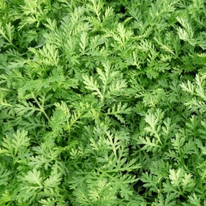 Tabletas de Té de Hierba Artemisia Annua Silvestre de Alta Calidad, Envasadas al Vacío en Tambor, Directamente del Fabricante - Product Image 1