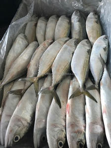 Macaron indien glacé, pour vapeur, scad, bonito - Product Image 2