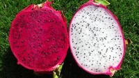 Vers Rood Wit Drakenfruit