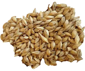 1st Grade Quality Feed barley For Animal Feed and Human Consumption