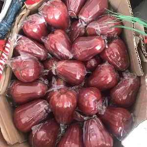 Wax Apple Fruit High Quality in Vietnam - Ms Mia whasapp +84795 067 591