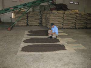 Poivre noir du Vietnam de qualité supérieure, nettoyé à la machine, épice pour assaisonnement alimentaire, export en vrac - Product Image 3