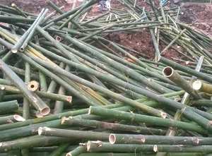 NATURAL GREEN <b>BAMBOO</b> POLES VIET NAM EXPORTING-<b>RAW</b> <b>MATERIAL</b> - Product Image 3