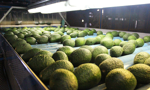 Aguacate Fresco Hass de Sudáfrica de Alta Calidad, Grado Premium, Tamaño 10cm, Piel Verde, 0.3kg, 4 Semanas de Duración - Product Image 6