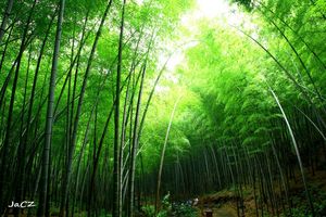 Bambou au Viet Nam/Meilleur Prix - Product Image 6