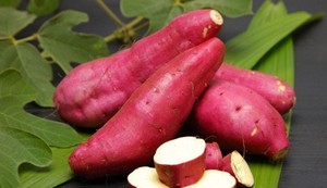 ขายส่งเวียดนามมันเทศหยาบแป้งที่มีราคาถูกนางสาววันหยุด - Product Image 5