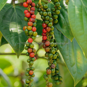 ลดราคาพิเศษ พริกไทยดำเวียดนาม ราคา 570 กรัม/ลิตร คุณภาพพรีเมียม สะอาด ธรรมชาติ สำหรับส่งออก ขายส่ง และแปรรูปอาหาร - Product Image 3