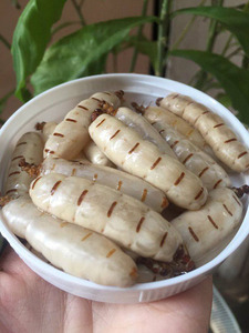 ราชินีปลวกที่ถูกที่สุดในไวน์ - Product Image 6