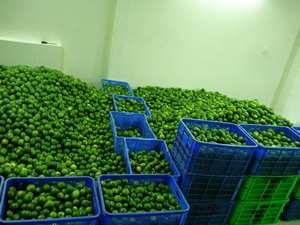 เวียดนามสดมะนาวไม่มีเมล็ดผู้จัดจำหน่าย - Product Image 6