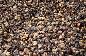 Vietnamese Special <b>Agricultural</b> <b>Waste</b> Cashew Shell Residue for Fueling Material-CASHEW SHELL - Product Image 6