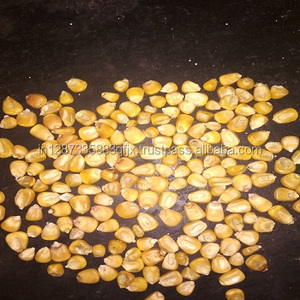 Yellow Corn for Poultry Feed - Product Image 3