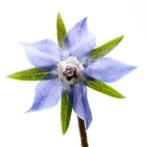 น้ำมันนวดสกัดบอราโก officinalis น้ำมันนวดน้ำมันบอราจบริสุทธิ์100% โลโก้ได้ตามต้องการ - Product Image 4