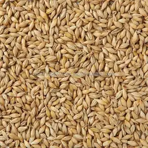 Malt d'orge de qualité supérieure en gros pour chevaux et bovins, 25 kg/sac, directement de l'usine d'Afrique du Sud à prix compétitif - Product Image 1