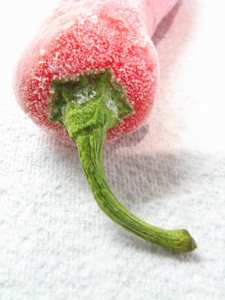 ประเภทเก็บแช่แข็งพริกแดงเครื่องเทศพริกแดงในเวียดนามสำหรับผู้ผลิตอาหาร - Product Image 5