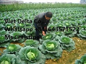 Chou frais (Légumes crucifères) de haute qualité 2kg Marque Viet Delta Certifié Phyto - Product Image 5