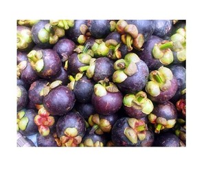 Mangostán Fresco Premium de Vietnam – Fruta Tropical Dulce |   Proveedor Mayorista de Exportación // Sr. Tom - Product Image 4
