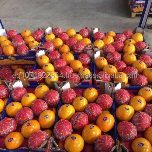 Fresco Valencia arancione pronto per l'esportazione di Agosto da Egitto a Congo