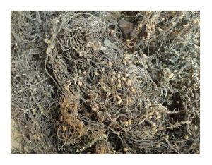 ผงสาหร่ายสาหร่ายทะเลธรรมชาติคุณภาพสูง/ ผลิตภัณฑ์จากเวียดนาม - Product Image 6
