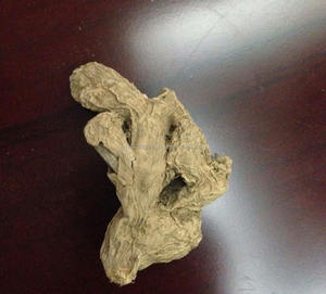 <b>Fresh</b> <b>Ginger</b> Wholesale High Quality Ready to Ship Standard Export Harvest From Farm in Vietnam - Product Image 5