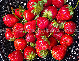 2021 frais Blackberry disponible. Emballage sous vide 10kg Top Grade Afrique du Sud. Commandez maintenant - Product Image 4