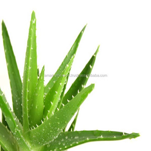 Principaux fournisseurs en gros d'huile d'aloe vera vierge au prix de gros huile d'aloe Vera Extra vierge fabriquée en inde - Product Image 1