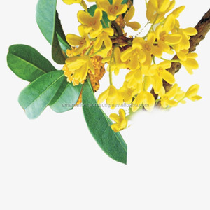น้ำมันหอมระเหย Osmanthus Absolute Oi,น้ำมันหอมระเหยของแท้ตามธรรมชาติ - Product Image 1