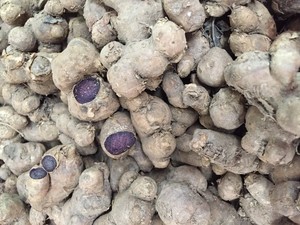 Gừng khô lát/khô thái lát gừng Đen - Product Image 5