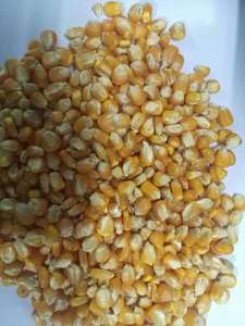 Pienso de maíz amarillo disponible para la venta - Product Image 6